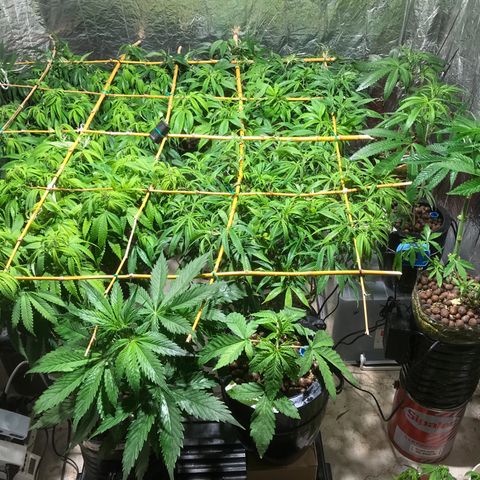Limona growlog timeline photo