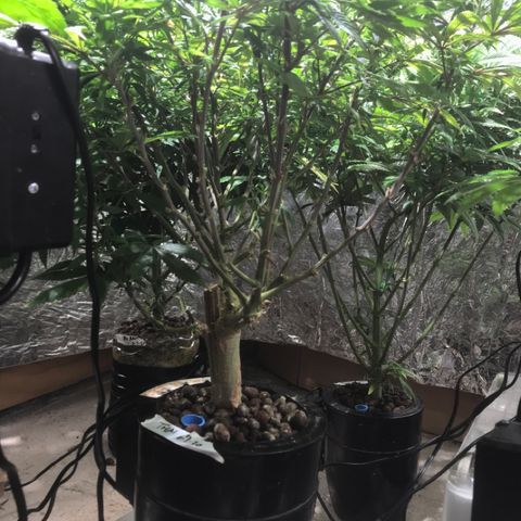 Limona growlog timeline photo