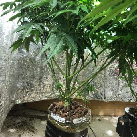 Limona growlog timeline photo