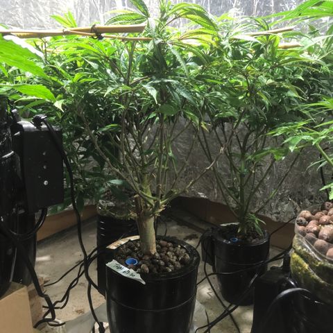 Limona growlog timeline photo