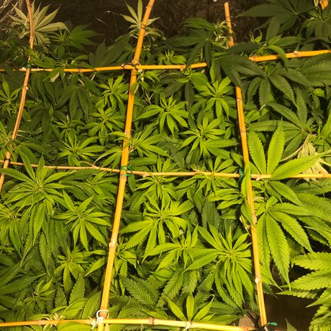 Limona growlog timeline photo