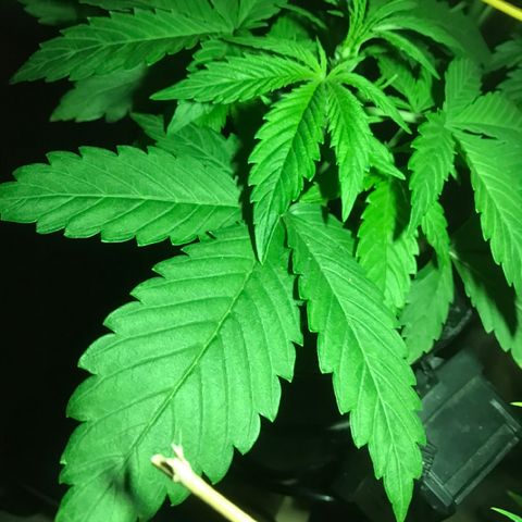 Fuego growlog timeline photo