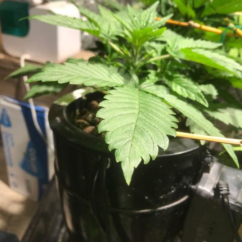 Fuego growlog timeline photo