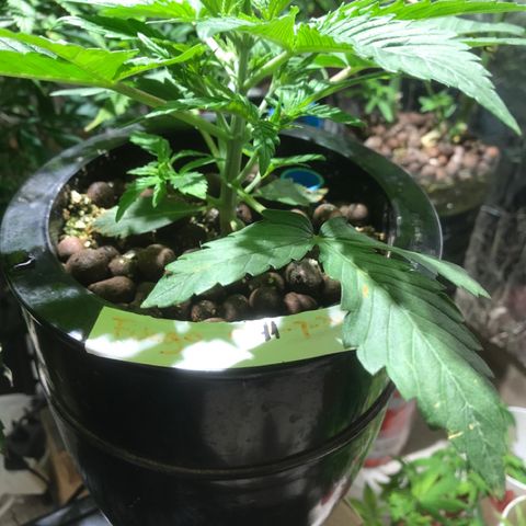 Fuego growlog timeline photo