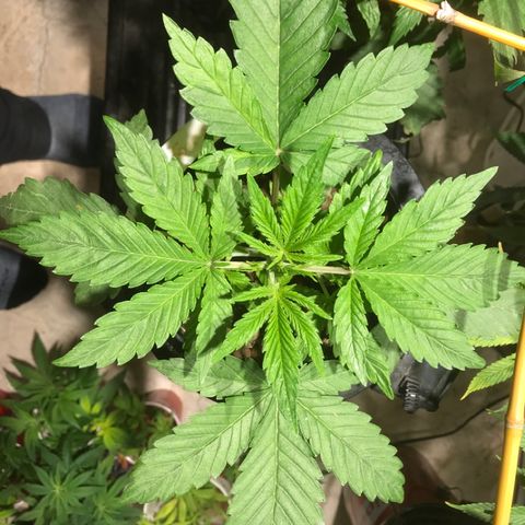 Fuego growlog timeline photo
