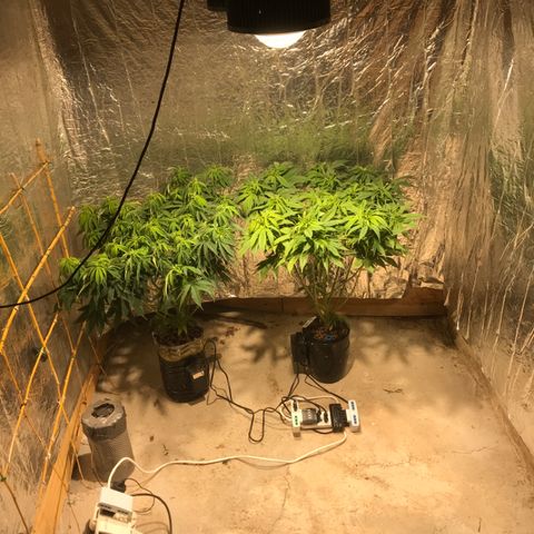 Limona growlog timeline photo