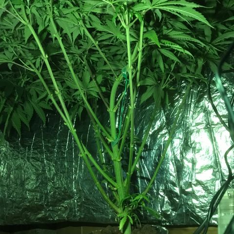 Limona growlog timeline photo