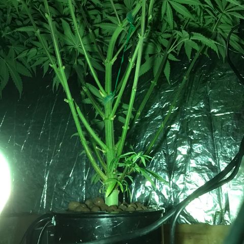 Limona growlog timeline photo