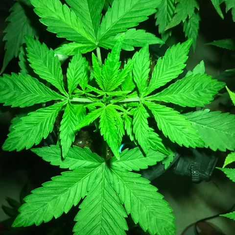 Fuego growlog timeline photo