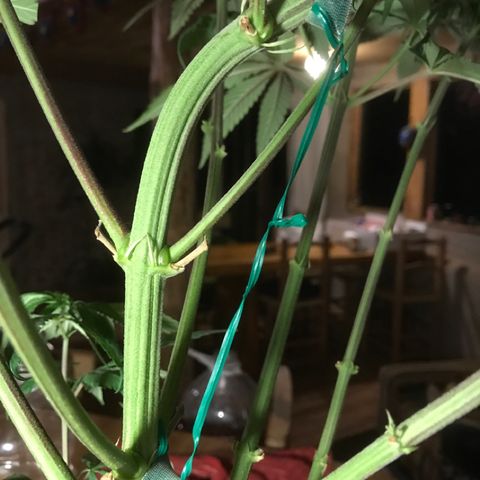 Limona growlog timeline photo