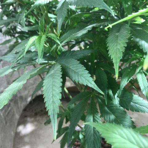 Limona growlog timeline photo