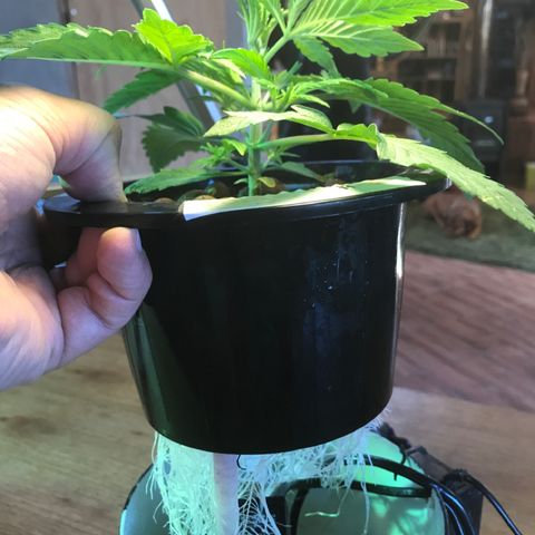 Fuego growlog timeline photo