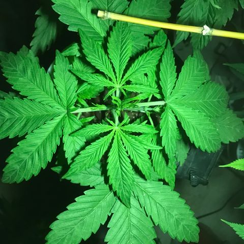 Fuego growlog timeline photo