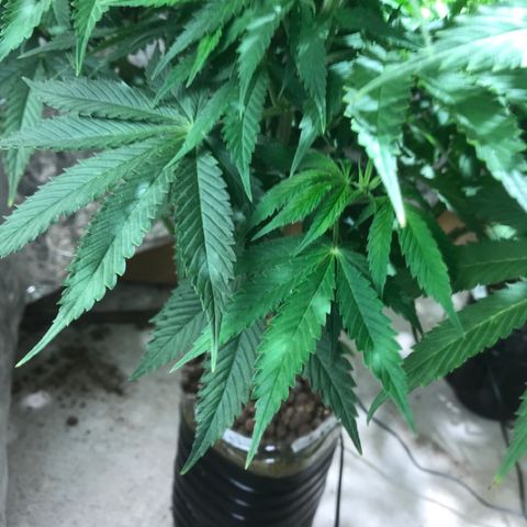 Limona growlog timeline photo