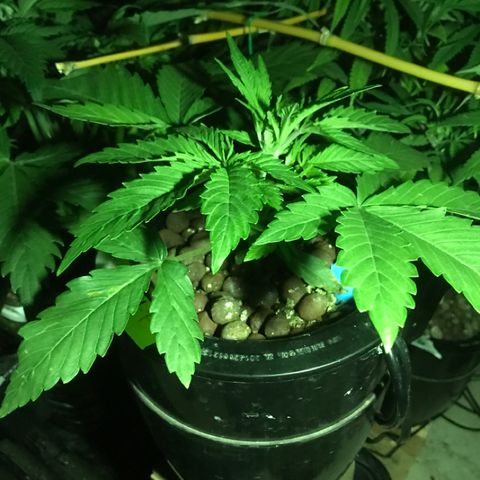 Fuego growlog timeline photo