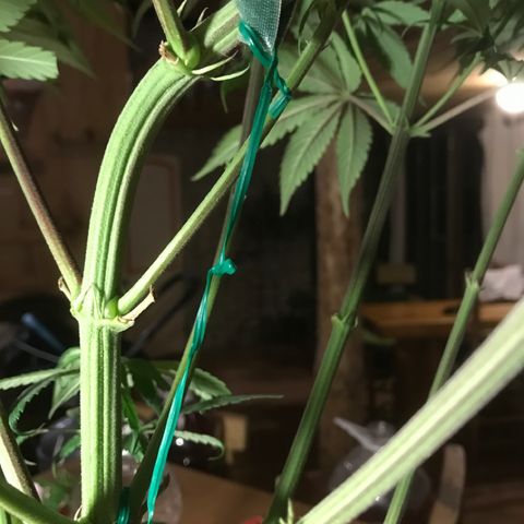 Limona growlog timeline photo