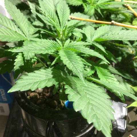 Fuego growlog timeline photo