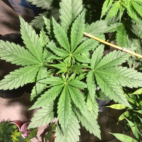 Fuego growlog timeline photo
