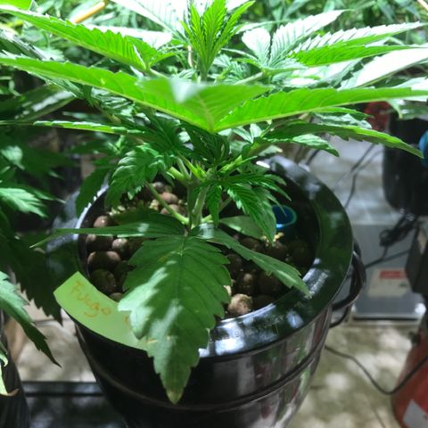Fuego growlog timeline photo