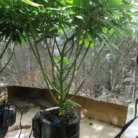 Limona growlog timeline photo