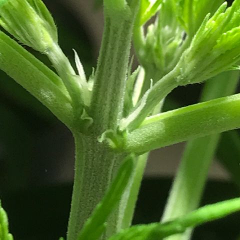Fuego growlog timeline photo