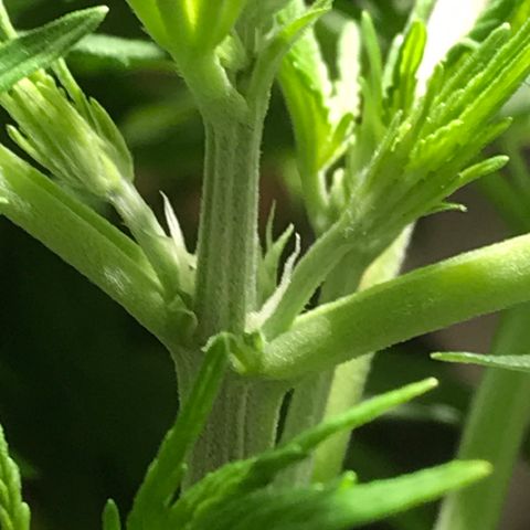 Fuego growlog timeline photo