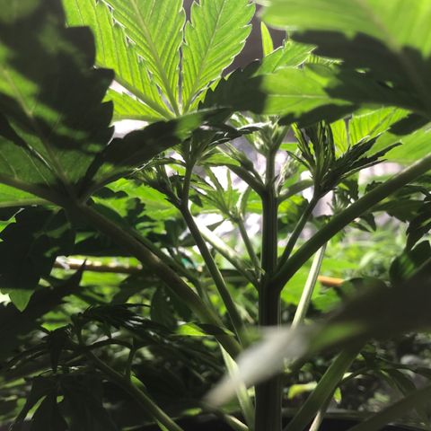 Fuego growlog timeline photo