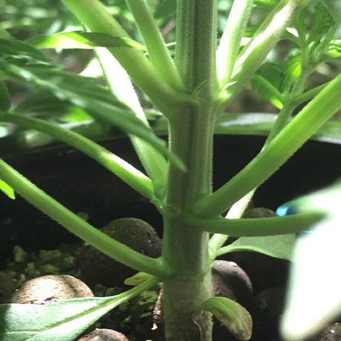 Fuego growlog timeline photo