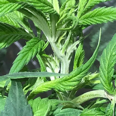 Limona growlog timeline photo