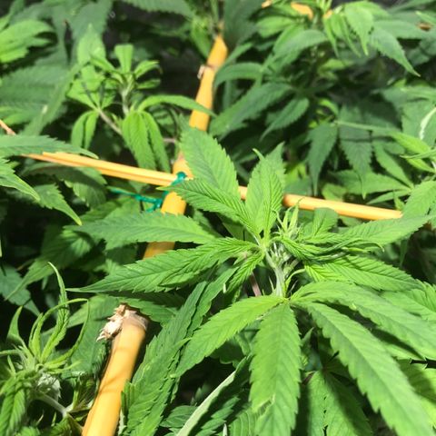 Limona growlog timeline photo