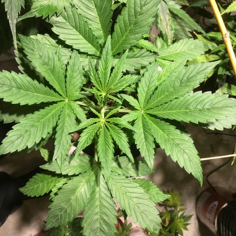 Fuego growlog timeline photo