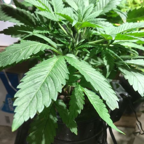 Fuego growlog timeline photo