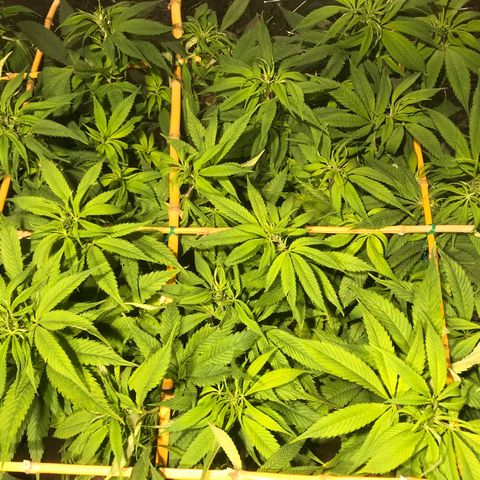 Limona growlog timeline photo