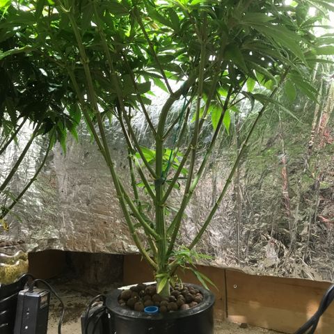 Limona growlog timeline photo