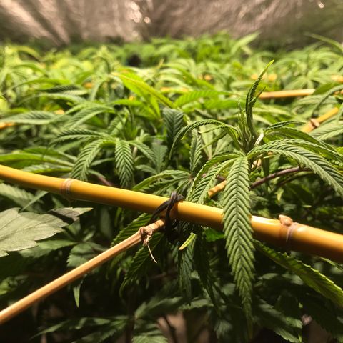 Limona growlog timeline photo