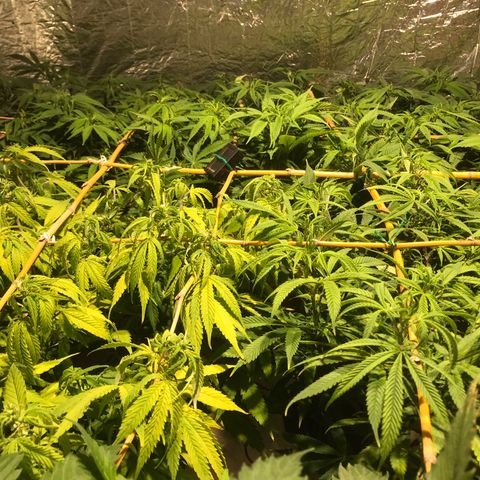Limona growlog timeline photo