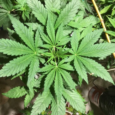 Fuego growlog timeline photo