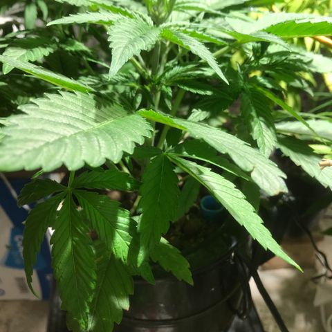 Fuego growlog timeline photo