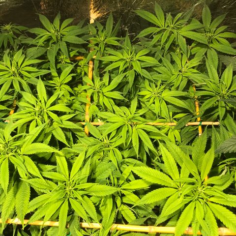 Limona growlog timeline photo