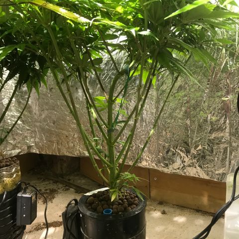 Limona growlog timeline photo