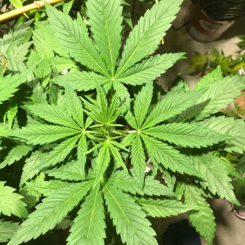 Fuego growlog timeline photo
