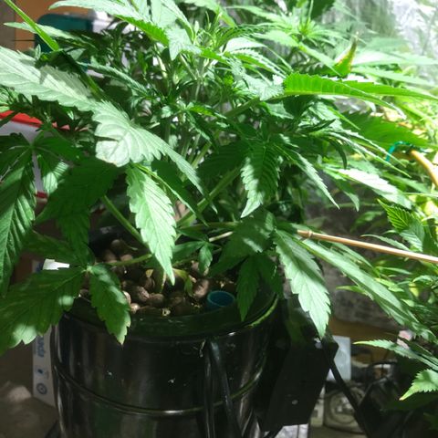 Fuego growlog timeline photo