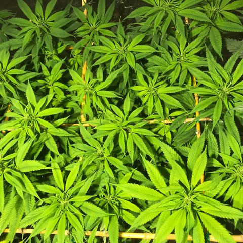 Limona growlog timeline photo