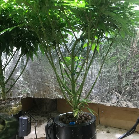 Limona growlog timeline photo