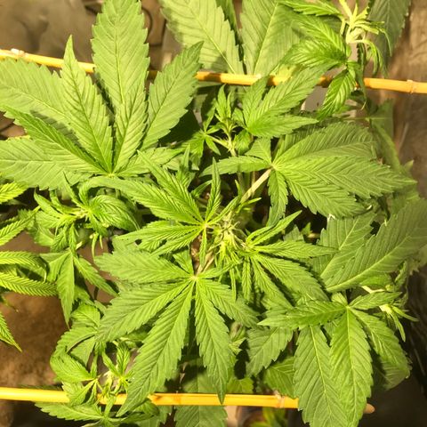 Fuego growlog timeline photo