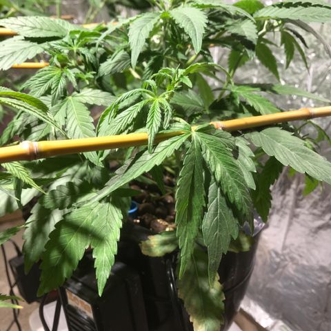 Fuego growlog timeline photo