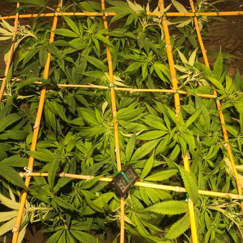 Limona growlog timeline photo