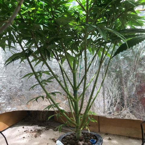 Limona growlog timeline photo