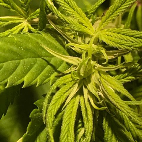 Limona growlog timeline photo