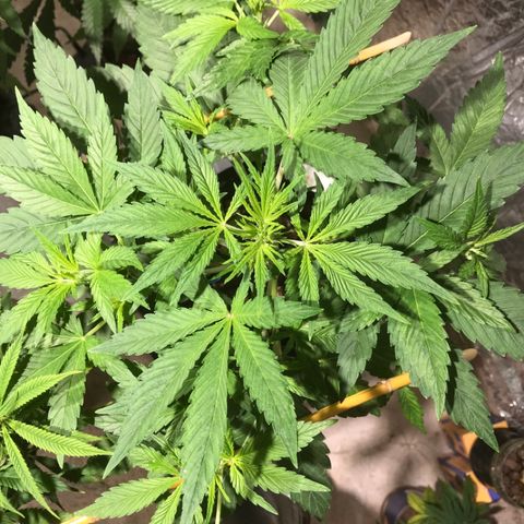 Fuego growlog timeline photo